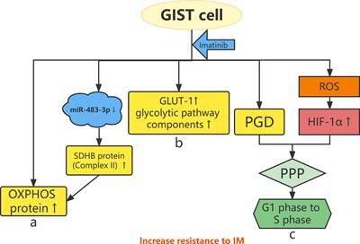 Frontiers Advances In The Research Of The Mechanism Of Secondary